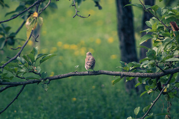 Lonely Bird on a Branch looking out into Space