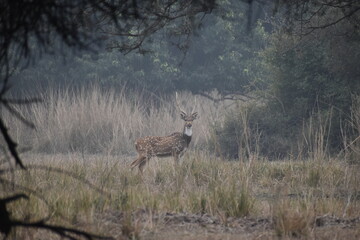 wildlife, animal, deer, nature, mammal, wild, jackal, safari, grass, antelope, animals, park, coyote, doe, hunting, buck, predator, kudu, wilderness, gazelle, axis deer, chitar