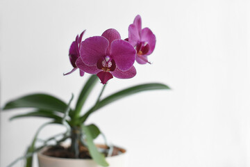 Close-up of beautiful bright purple or pink Phalaenopsis orchid flower, known as Moth Orchid or Phal in a pot with aerial roots on white background. Space for text