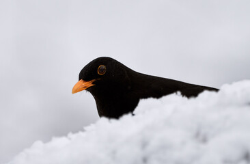 Blackbird (Turdus merula) hides behind a heap of snow in cold winter habitat.