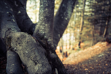 Tronc d'arbre en foret