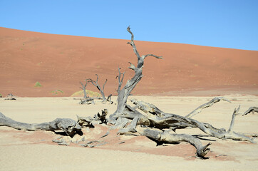 Abgestorbener Baum im Sossusvlei, Namibia
