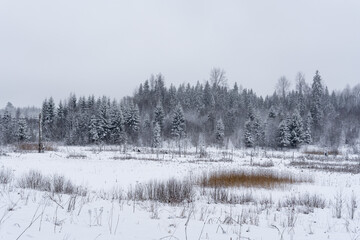 winter white forest landscape with lots of snow and some withered trees and frozen ponds