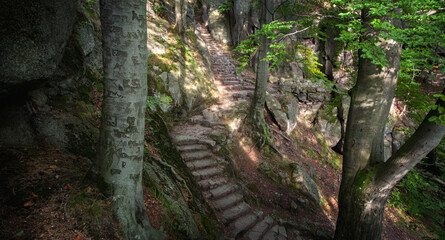 tree in the forest © Sieku Photo