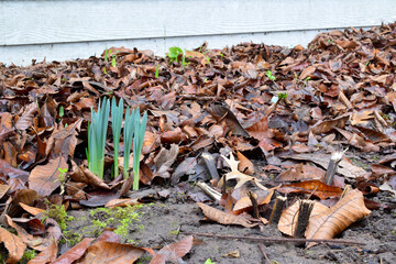 Daffodil Sprout Bunch 06