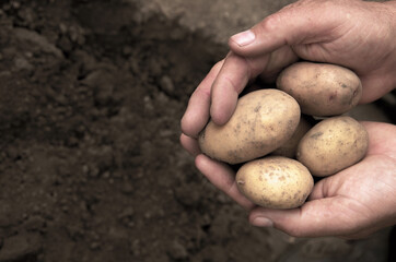 Hands holding fresh potatoes just dug out of the ground