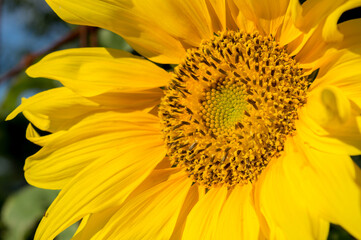 Girasol de costado primer plano amarillo