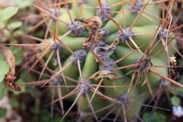 Cactus Plant Nature Detail