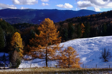 Fototapeta na wymiar colorful trees and the first snow in autumn while hiking