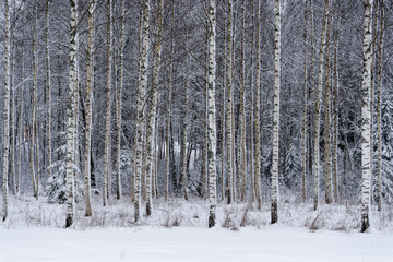 Fototapeta premium latvian birch grove in winter when a lot of white snow has snowed