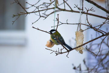 great spotted woodpecker on a branch
