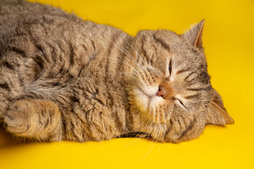 Portrait of British shorthair brown cat with big wide face on yellow background