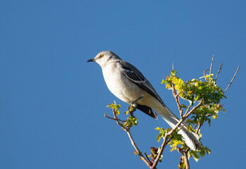 Northern Mockingbird Perched Atop Tree