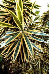 Zbliżenie na jasno zielone liście tropikalnej rośliny. - obrazy, fototapety, plakaty