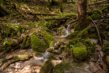 Fototapeta premium Long time exposure of silent forest