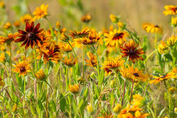 Rudbeckia flowers in nature