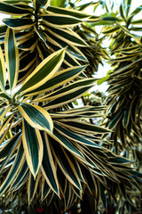 Zbliżenie na jasno zielone liście tropikalnej rośliny. - obrazy, fototapety, plakaty