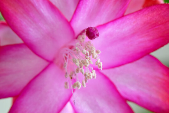 Christmas Cactus Flower Closeup 03