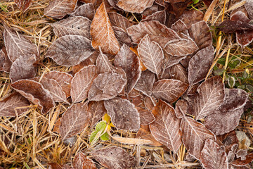 Autumn leaves in first early frost. Leaves in hoarfrost. Frosty white pattern on brown autumn leaves. Late autumn and early winter nature. Natural plant background. November and December. First frosts