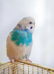 А budgerigar is sitting on a cage