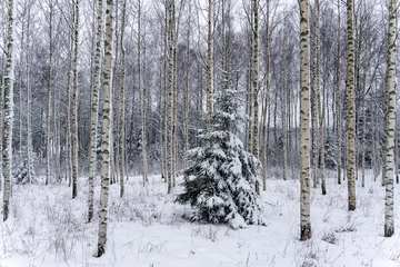 Fototapete Rund Birkenwald latvian birch grove in winter when there is a lot of white snow and in the middle there is a green spruce on which snow has fallen  © Rolands