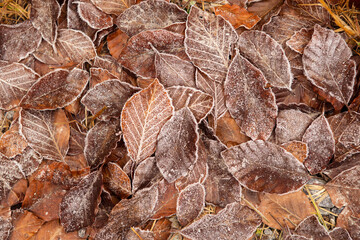 Autumn leaves in first early frost. Leaves in hoarfrost. Frosty white pattern on brown autumn leaves. Late autumn and early winter nature. Natural plant background. November and December. First frosts