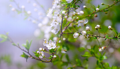 Cherry branch with beautiful background