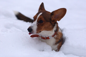 Beautiful little dog in the snow, corgi