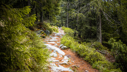 Fototapeta na wymiar Rocky hiking trail in dark pine green forest
