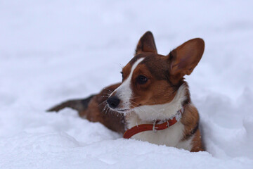 Beautiful little dog in the snow, corgi