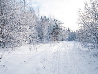 Snowy road and forest on a frosty sunny evening. Winter country road with forest in the rays of cold winter Sun.