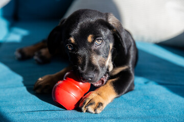 The popular Kong ball dog toy. Black puppy chewing Kong toy. Calm puppy playing at sofa.