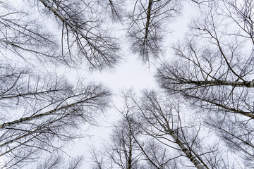 view from the ground on birch tops in winter without leaves