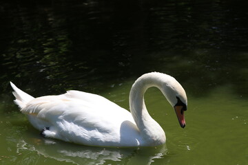 mute swan cygnus olor