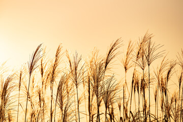 Grass stalks blowing in the wind at golden sunset light. Nature background