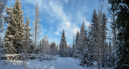 Snowy road and conifer forest on a frosty sunny evening. Winter country road with fir forest in the rays of cold winter Sun.