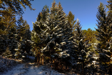 pine trees with the first snow and blue sky while hiking