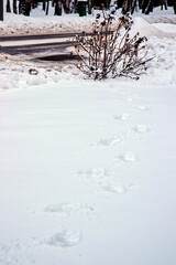 Fototapeta na wymiar Footprints in the snow from a wild rose bush
