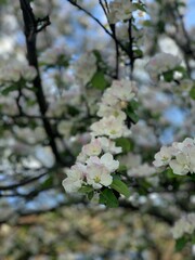 Obraz premium blooming apple tree