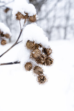 withered thistle flowers snowed with white snow