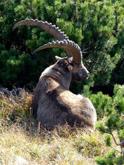 Alpine ibex (Capra ibex) in the high mountains between mountain pines
