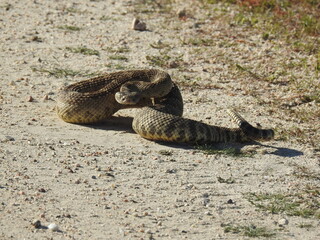 A western diamondback rattlesnake living in the Carrizo Plain National Monument, San Luis Obispo County, California.