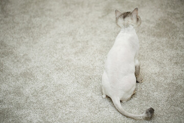 Fototapeta premium Beautiful gray scottish fold cat. Haircut cat with shaved hair on the body, pet haircut