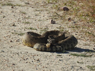 A western diamondback rattlesnake living in the Carrizo Plain National Monument, San Luis Obispo County, California.