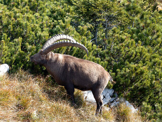 Alpine ibex (Capra ibex) in the high mountains between mountain pines