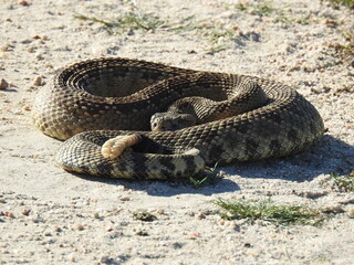 Obraz premium A western diamondback rattlesnake living in the Carrizo Plain National Monument, San Luis Obispo County, California.