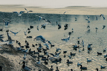 “In order to see birds it is necessary to become a part of the silence.”