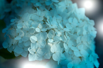 close up of white hydrangea flowers as background.