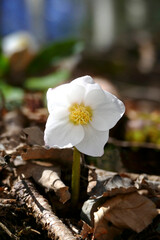 Wild snow roses (Helleborus niger) in springtime