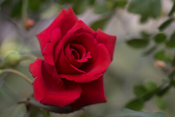 red rose on a green background